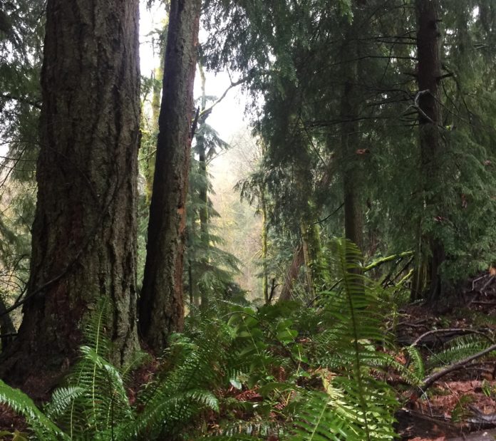 watershed park