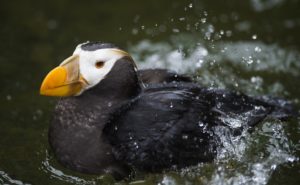 Point Defiance Zoo & Aquarium