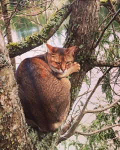 canopy cat rescue