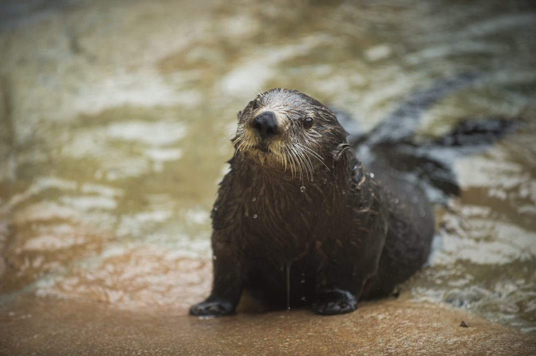 Point Defiance Zoo & Aquarium Sea Otter