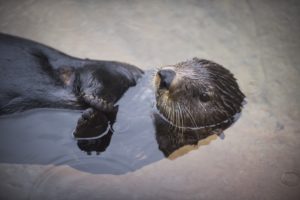 Point Defiance Zoo & Aquarium  Rocky Shores