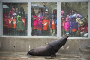 Point Defiance Zoo & Aquarium sea lion