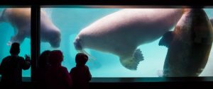  Point Defiance Zoo & Aquarium walrus