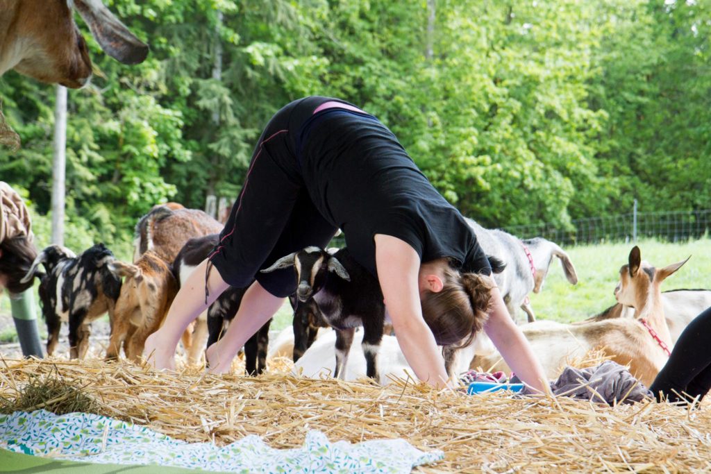 Goat yoga oly