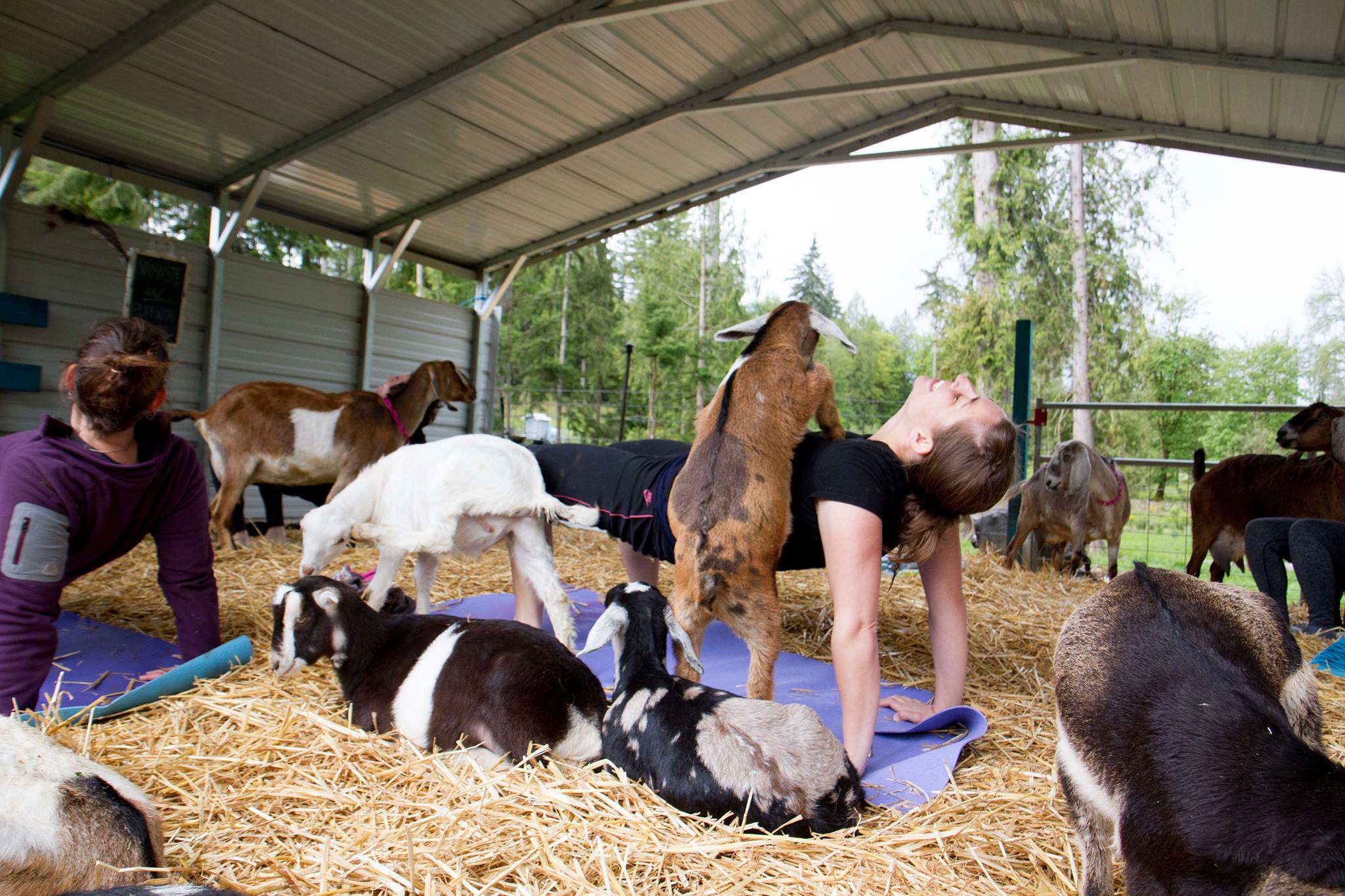 Getting Centered With Goat Yoga At Lost Peacock Creamery Thurstontalk