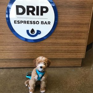 Drip Espresso Bar