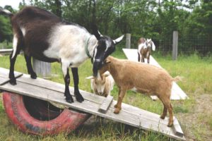 stone city farm