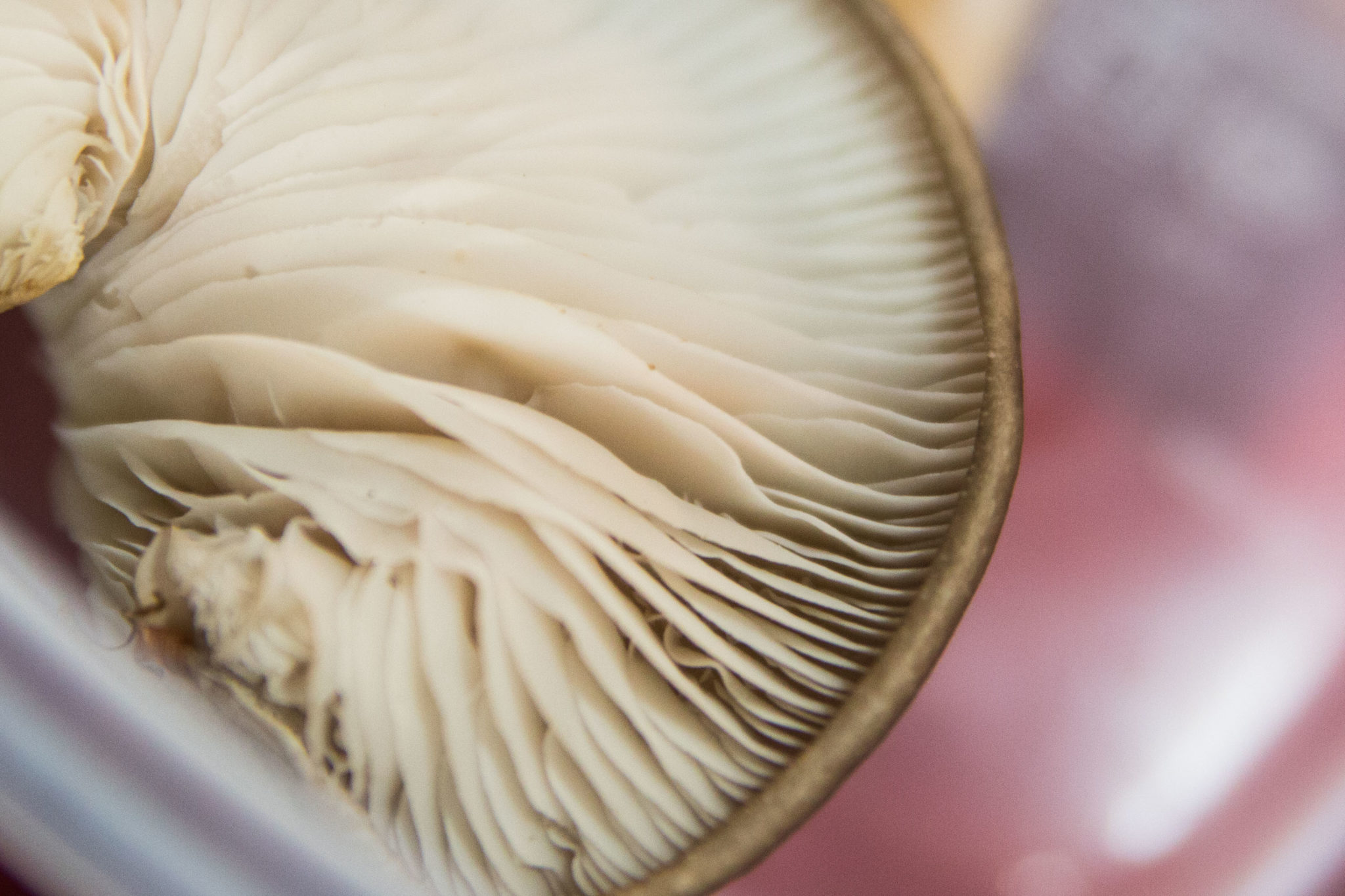 olympia mushroom