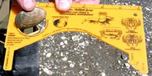 hood canal clam