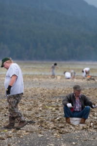 hood canal clam