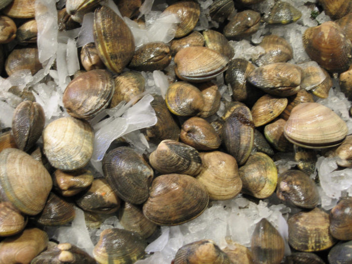 Manila Clams