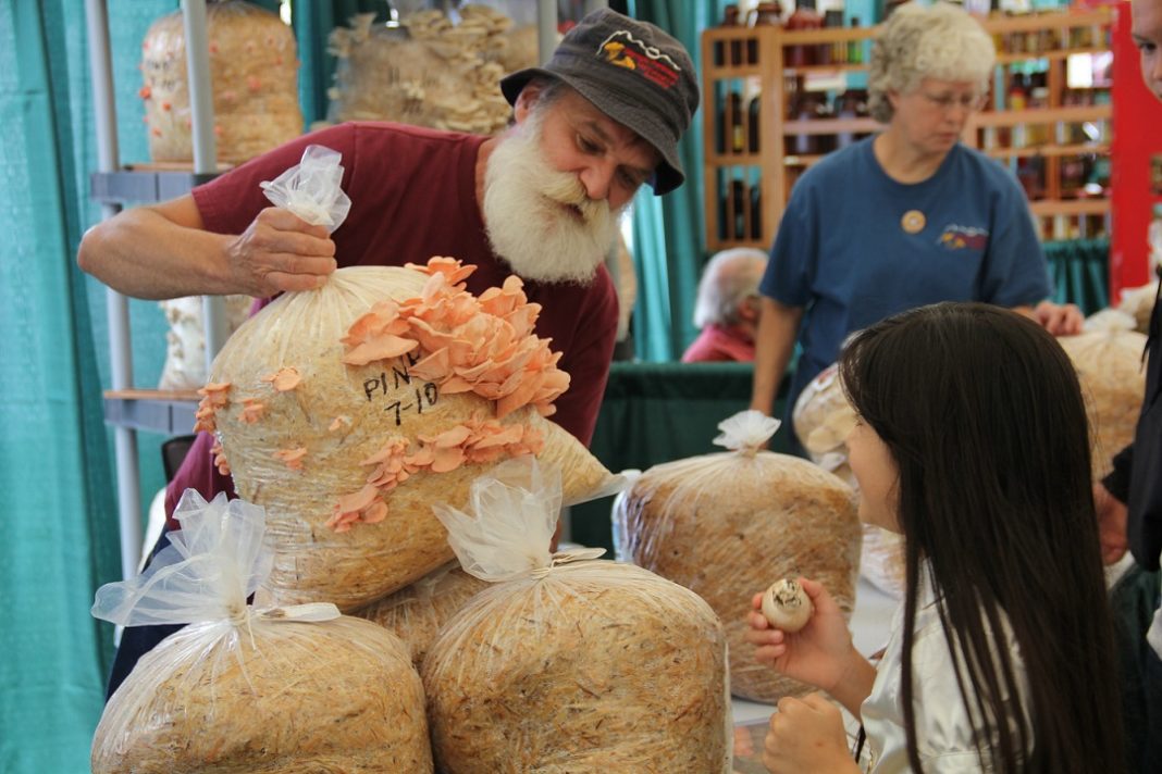 Mushroom festival lacey