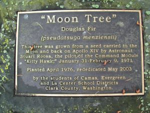 moon tree