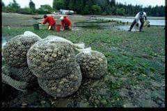 Little Skookum Shellfish Growers