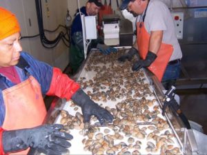 Little Skookum Shellfish Growers