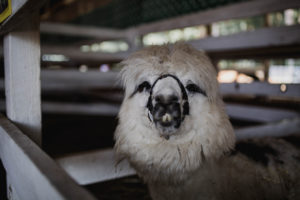 Thurston County Fair