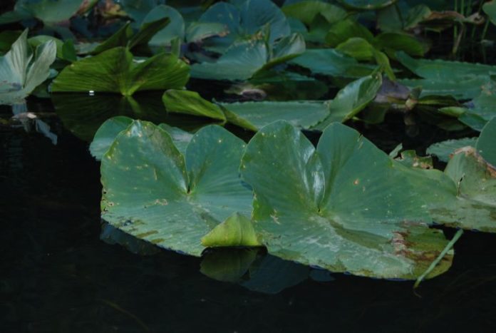 aquatic vegetation black river 2018 black river canoe