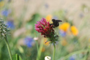 Mima mounds flowers