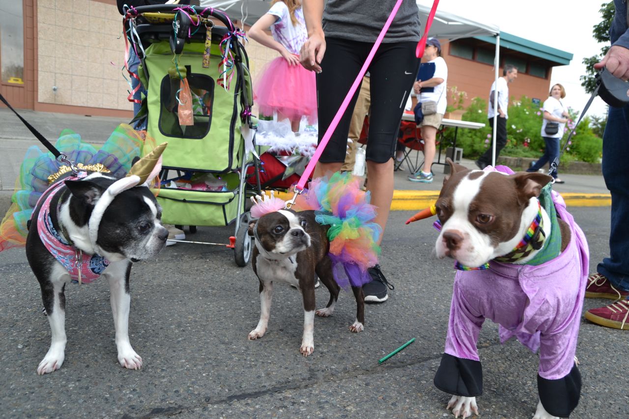 88th Annual Pet Parade Proceeds through Downtown Olympia ThurstonTalk