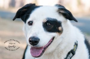 Adopt A Pet Dog of the Week