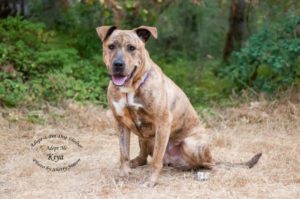 Adopt A Pet Dog of the Week Kiya