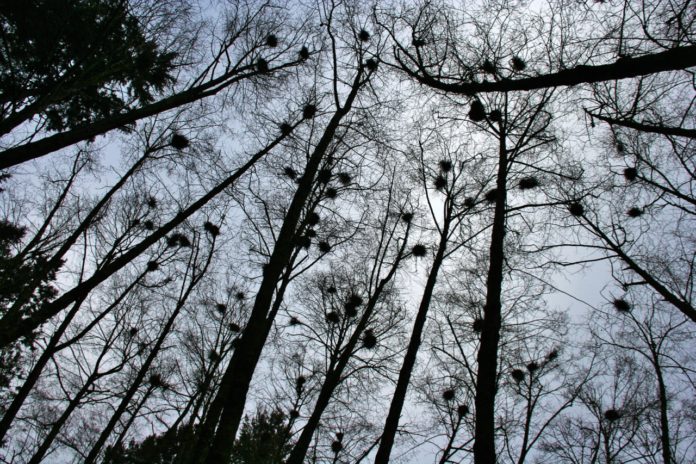 Heron rookery olympia