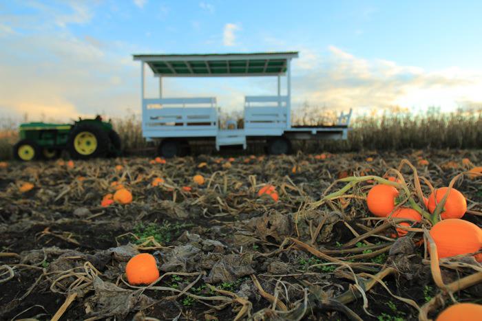 Hunter Family Farm