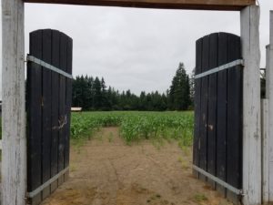 Rutledge corn maze