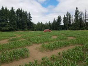 Corn maze