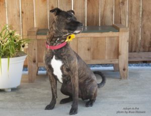 Adopt A Pet Dog of the Week Jasmine