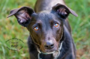 Adopt a Dog Dog of the Week Roxie