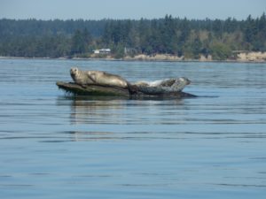 Kayak Nisqually