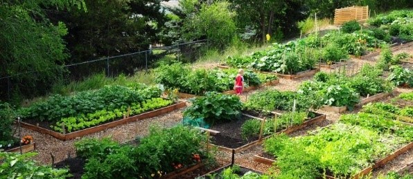 NTPS garden