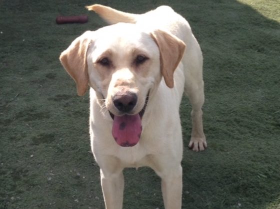 PAWS of Grays Harbor 4 PAWtoberfest