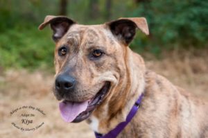 Adopt A Pet Dog of the Week Kiya