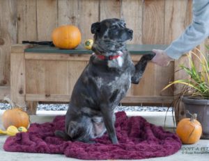 Adopt A Pet Dog of the Week Molly