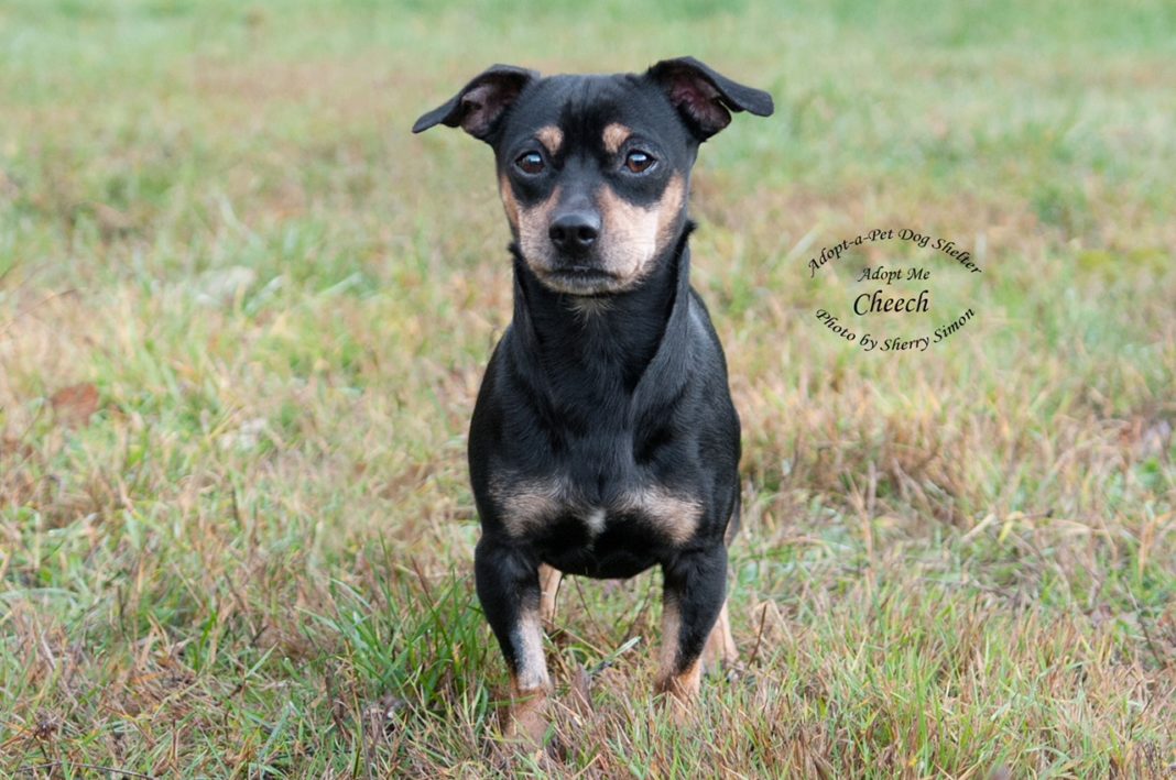 Adopt A Pet Featured Dog of the Week Cheech