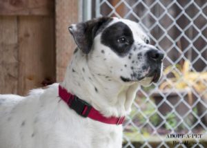 Adopt a Pet Dog of the Week Bruno