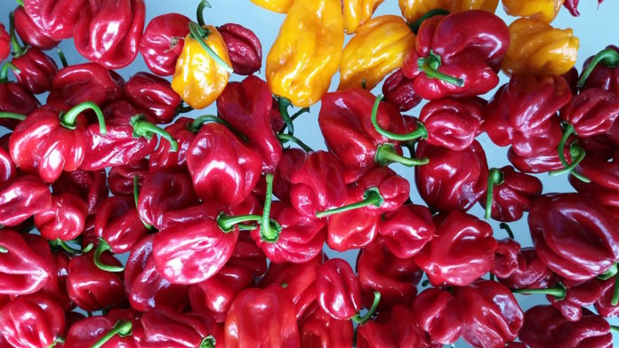 HOTSAUCEfresh