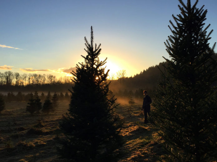 tree farm