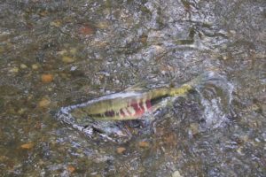 mclane salmon