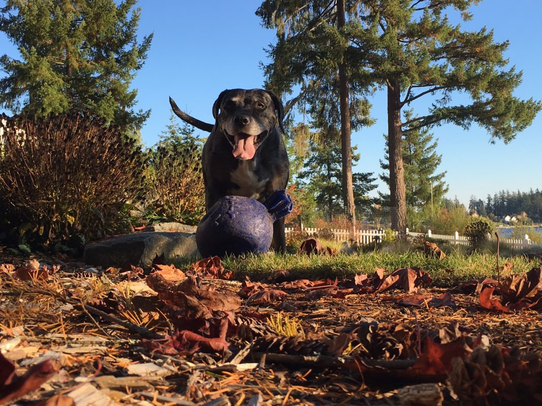 Fall dog in the leaves