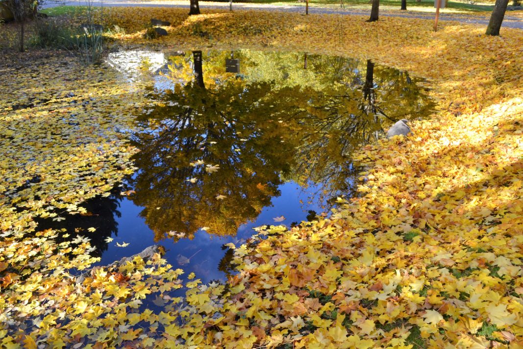 fall leaves Olympia wa