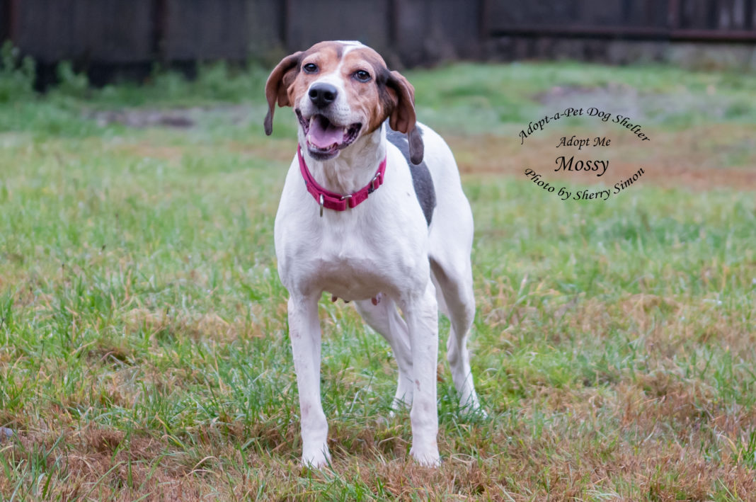 Adopt A Pet Featured Dog of the Week Mossy