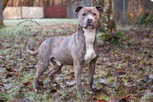 Adopt a Pet dog of the week leo