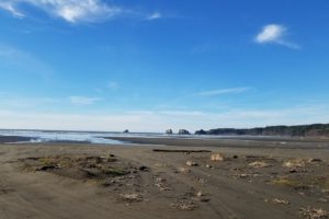 Beachcombing Grays Harbor