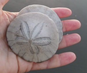 Beachcombing Grays Harbor