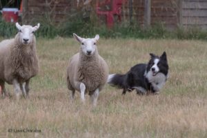 dog herding traning