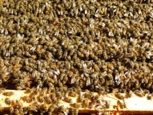 Starry Lane Apiary