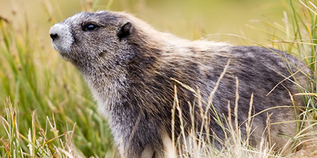 Olympic Marmot (Marmota olympus) among mountain grasses